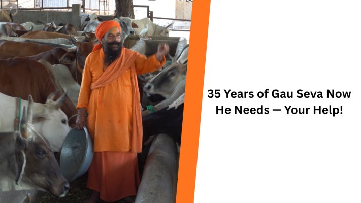 Help Provide Food, Medical Care, and Shelter for Hundreds of Cows in Vrindavan